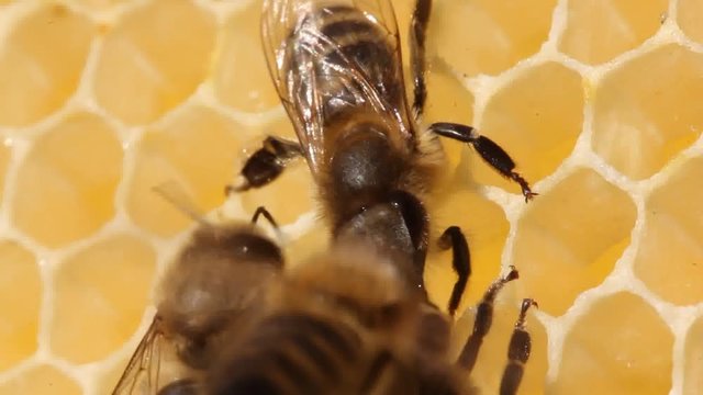 Bees make wax plates for building honeycombs.