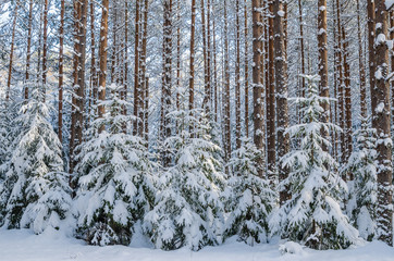 Firs and pines in the forest after snowfall