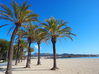 Fototapeta na wymiar Mallorca - Palmenstrand in Alcudia