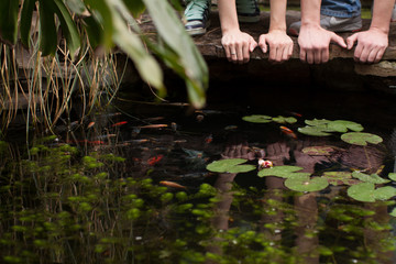 four hands at an artifitial pond with red carps