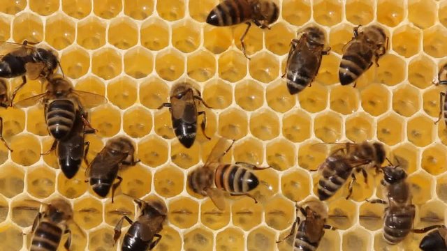Bees take nectar from honeycomb to transform it into honey.