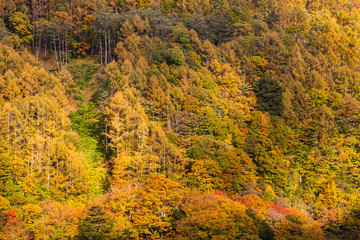 鮮やかに紅葉した山