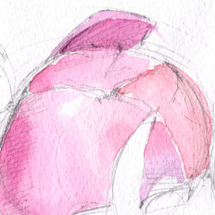 sketch. peony bud. flower petals. watercolor