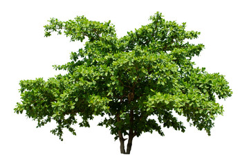 tree on white background