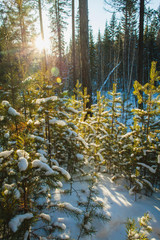 young pine trees covered with snow in forest in the end of the day