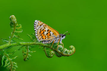 Closeup  beautiful butterflies sitting on flower