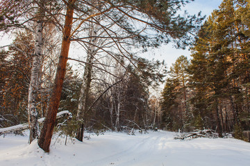On the winter forest road