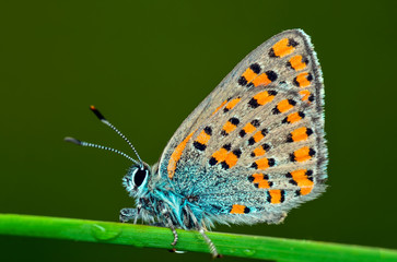 Closeup  beautiful butterflies sitting on flower