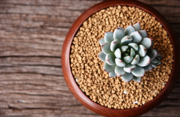 top view beautiful Succulent in pots