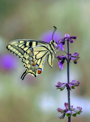 Closeup  beautiful butterflies sitting on flower