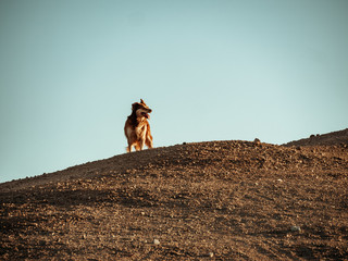 Perros y desierto