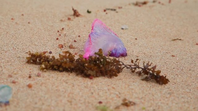 Caravela-Portuguese on the sand of the beach with a beautiful blurred background .. Physalia physalis