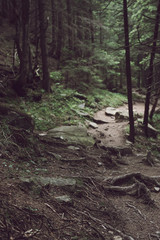 North scandinavian forest