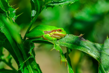  Europaean tree frog Hyla arborea from water onto dry reed-mace leaf in natural background