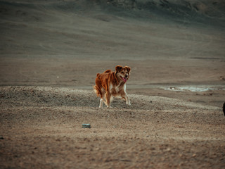 Perros y desierto