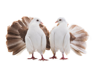 male and female dove peacock isolated