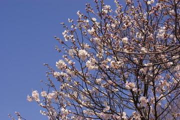 十六日桜（Jūrokunichi Sakura）