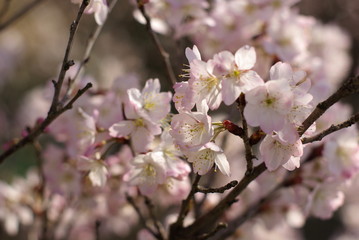 十六日桜（Jūrokunichi Sakura）