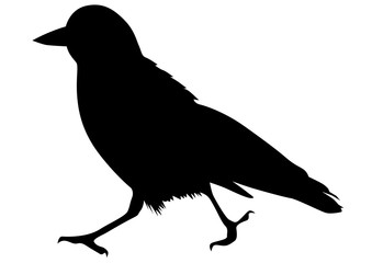 Big black rook on white background
