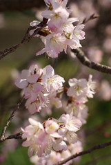 十六日桜（Jūrokunichi Sakura）