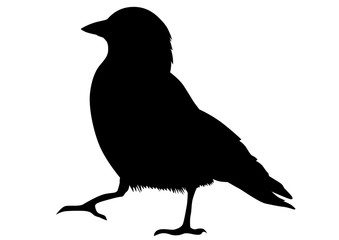 Big black rook on white background