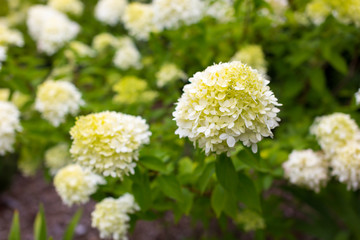 Alley in the park, trees, bushes, lawn