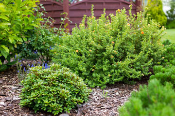 Alley in the park, trees, bushes, lawn