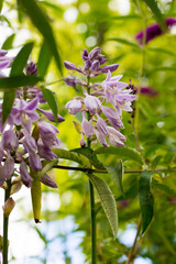 Alley in the park, trees, bushes, lawn