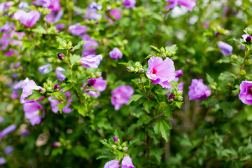 Alley in the park, trees, bushes, lawn