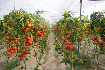 Tomatos growing in the greenhouses, Tirana, Albania, Healthy food concept, agriculture
