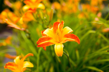 Alley in the park, trees, bushes, lawn