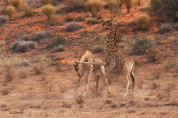 Fighting Giraffe