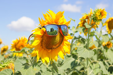 sunflower with glasses, funny