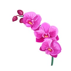 Fototapeta na wymiar Orchid summer tropical flower