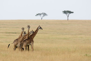 Giraffes in the Serengeti - A herd of young males can often be seen, always their eyes fixed on the photographer.