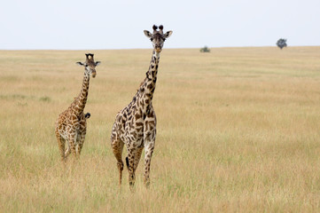 Giraffes in the Serengeti - A herd of young males can often be seen, always their eyes fixed on the photographer.