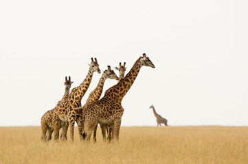 Giraffes in the Serengeti - A herd of young males can often be seen, always their eyes fixed on the photographer.