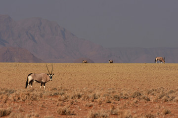 Oryxantilopen (oryx gazella) im Namib-Naukluft Nationalpark in Namibia