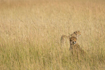 Cheetah cubs in the Maasai Mara