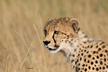 A Cheetah cub in the Maasai Mara