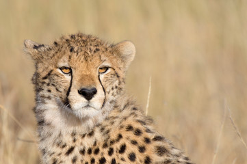 A Cheetah cub in the Maasai Mara