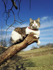 Chatte