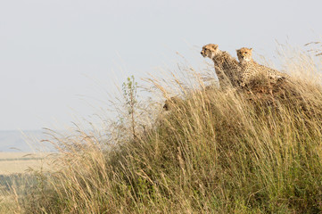 Cheetah cubs in the Maasai Mara
