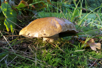 Brown bolete mushroom between grasses and mosses