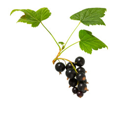 Black currant with currant leaf. Heap of fresh black currant fruit.