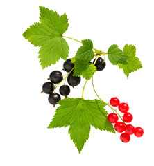 Currant. Black and red currant with leaf. Heap of fresh black, red currant fruit.