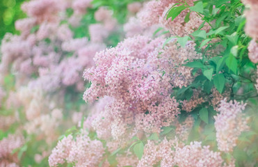 Lilac, Mother's Day, Valentine's Day, International Women's Day