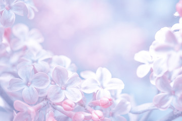 Fototapeta na wymiar Beautiful purple lilac flowers blossom branch background. Soft focus. Greeting gift card template. Pastel toned image. Nature abstract. Copy space