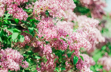 Lilac, Mother's Day, Valentine's Day, International Women's Day