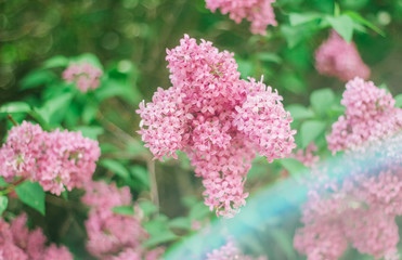 Lilac, Mother's Day, Valentine's Day, International Women's Day